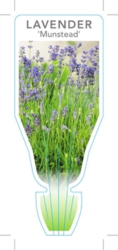 Picture of LAVANDULA ANGUSTIFOLIA MUNSTEAD LAVENDER                                                                                                              