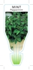 Picture of HERB MINT PEPPERMINT (Mentha x piperita)                                                                                                              