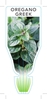 Picture of HERB OREGANO WHITE GREEK (Origanum vulgare subsp. hirtum)                                                                                             