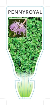 Picture of HERB PENNYROYAL (Mentha pulegium)                                                                                                                     