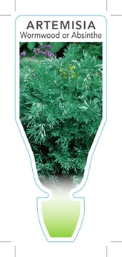 Picture of HERB WORMWOOD or ABSINTHE (Artemisia absinthium)                                                                                                      