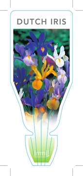 Picture of BULB DUTCH IRIS                                                                                                                                       