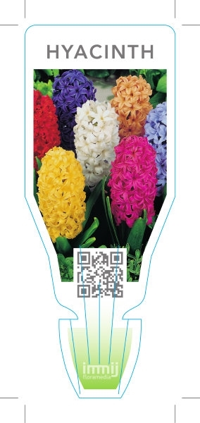 Picture of BULB HYACINTH                                                                                                                                         