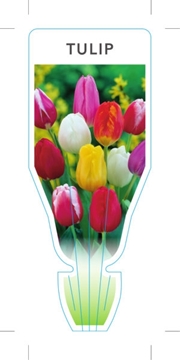 Picture of BULB TULIP                                                                                                                                            