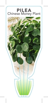 Picture of HOUSEPLANT PILEA PEPEROMIOIDES CHINESE MONEY PLANT                                                                                                    