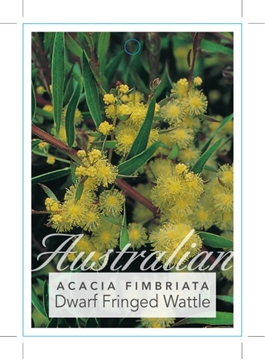 Picture of ACACIA FIMBRIATA DWARF FORM FRINGED WATTLE                                                                                                            