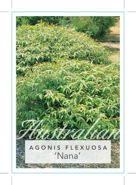 Picture of AGONIS FLEXUOSA NANA DWARF WILLOW MYRTLE                                                                                                              