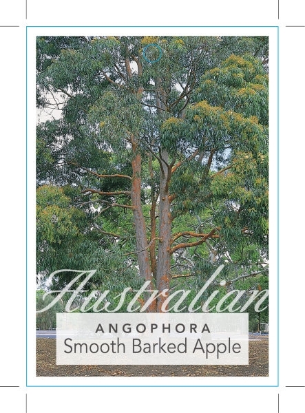 Picture of ANGOPHORA COSTATA SMOOTH BARKED APPLE                                                                                                                 