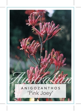 Picture of ANIGOZANTHOS PINK JOEY                                                                                                                                
