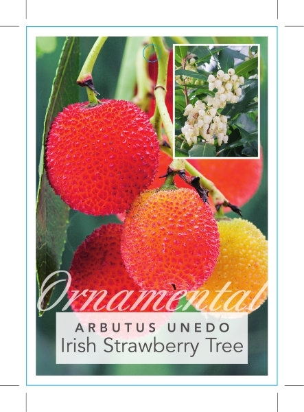 Picture of ARBUTUS UNEDO IRISH STRAWBERRY TREE                                                                                                                   