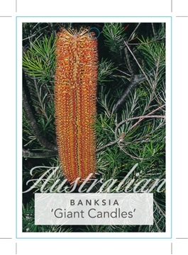 Picture of BANKSIA GIANT CANDLES                                                                                                                                 