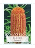 Picture of BANKSIA BROWNII FEATHER LEAVED BANKSIA                                                                                                                