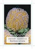 Picture of BANKSIA ORNATA DESERT BANKSIA                                                                                                                         