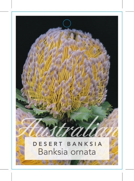 Picture of BANKSIA ORNATA DESERT BANKSIA                                                                                                                         