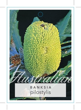 Picture of BANKSIA PILOSTYLIS                                                                                                                                    