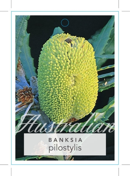 Picture of BANKSIA PILOSTYLIS                                                                                                                                    