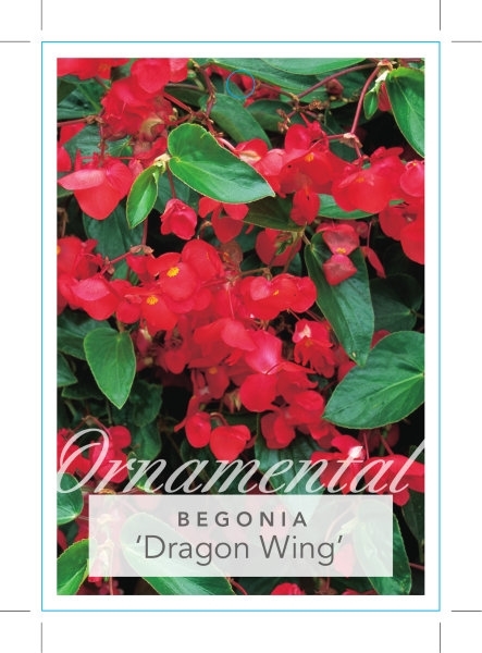 Picture of HOUSEPLANT BEGONIA DRAGON WING                                                                                                                        