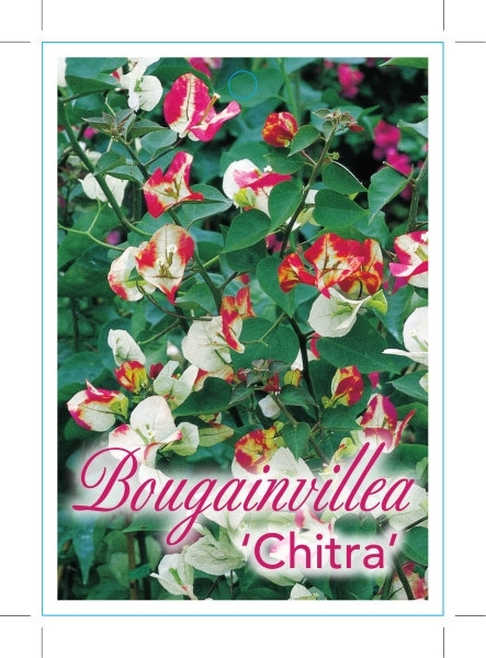 Picture of BOUGAINVILLEA CHITRA                                                                                                                                  