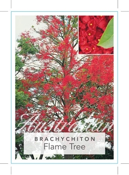 Picture of BRACHYCHITON ACERIFOLIUS FLAME TREE                                                                                                                   