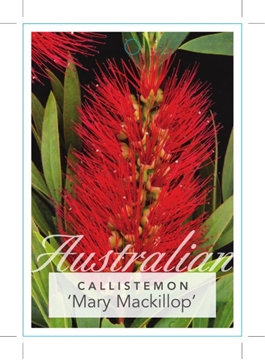 Picture of CALLISTEMON MARY MACKILLOP                                                                                                                            