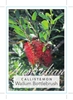 Picture of CALLISTEMON PACHYPHYLLUS RED FLOWERING FORM                                                                                                           