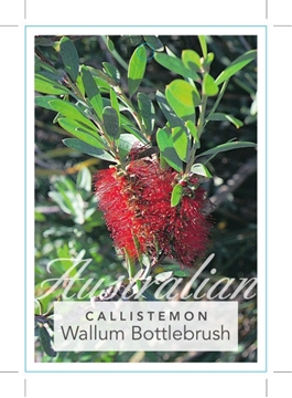 Picture of CALLISTEMON PACHYPHYLLUS RED FLOWERING FORM                                                                                                           