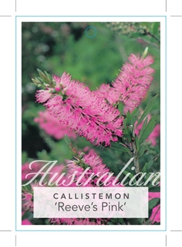 Picture of CALLISTEMON REEVES PINK                                                                                                                               