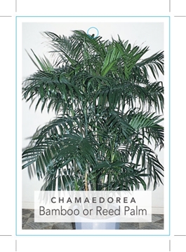 Picture of PALM CHAMAEDOREA SEIFRIZII BAMBOO OR REED PALM                                                                                                        
