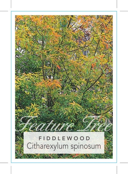 Picture of CITHAREXYLUM SPINOSUM FIDDLEWOOD                                                                                                                      