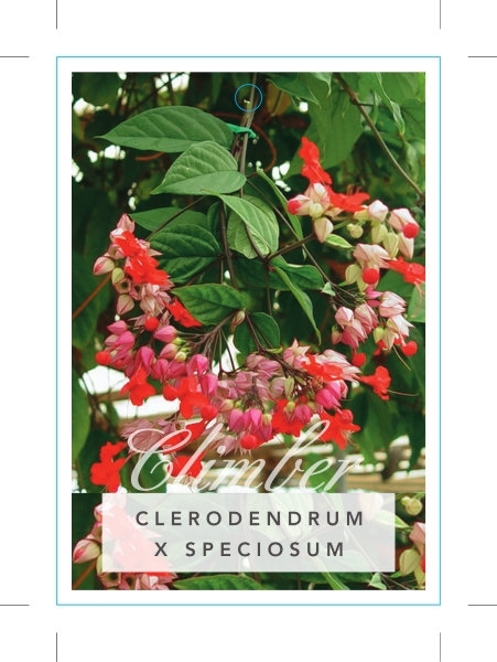 Picture of CLERODENDRUM SPECIOSUM                                                                                                                                