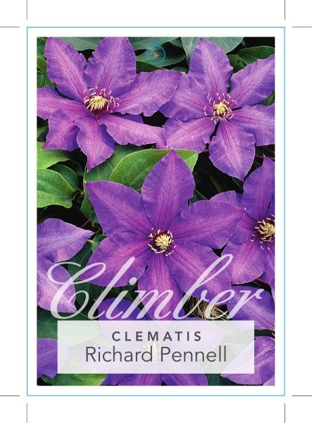 Picture of CLEMATIS RICHARD PENNELL                                                                                                                              