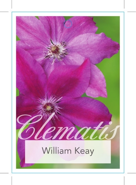 Picture of CLEMATIS WILLIAM KEAY                                                                                                                                 