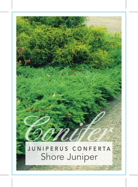 Picture of CONIFER JUNIPERUS CONFERTA SHORE JUNIPER                                                                                                              