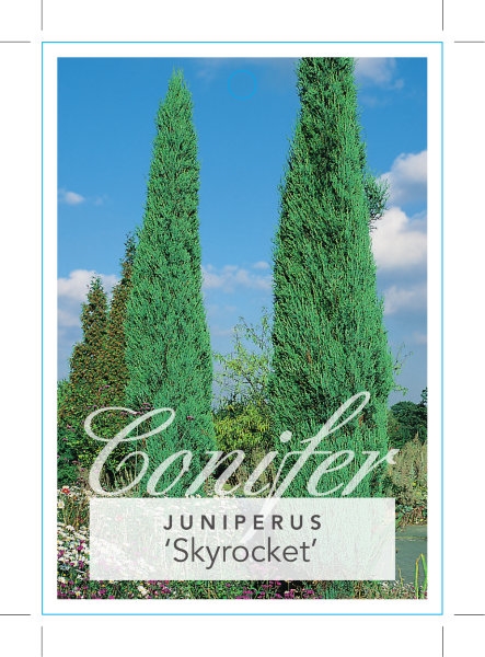 juniperus virginiana skyrocket