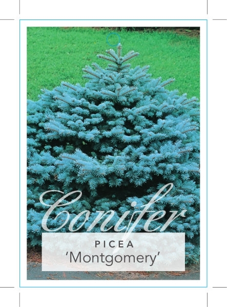 Picture of CONIFER PICEA PUNGENS MONTGOMERY DWARF BLUE SPRUCE                                                                                                    