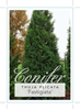 Picture of CONIFER THUJA PLICATA FASTIGIATA                                                                                                                      