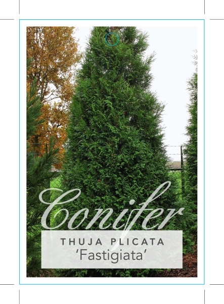 Picture of CONIFER THUJA PLICATA FASTIGIATA                                                                                                                      