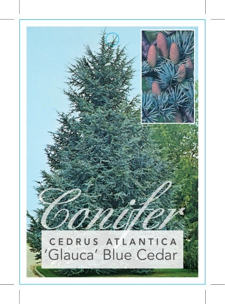 Picture of CEDRUS ATLANTICA GLAUCA BLUE CEDAR                                                                                                                    