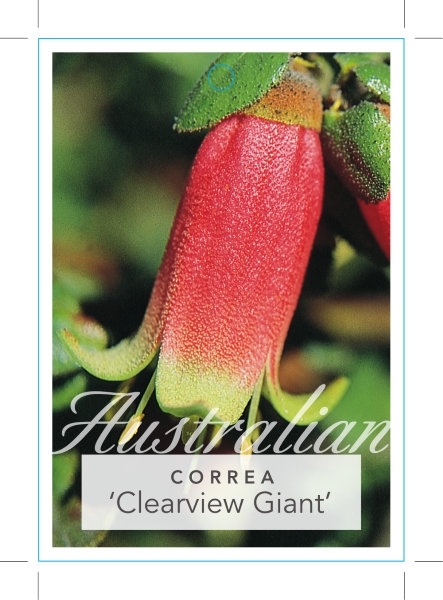 Picture of CORREA CLEARVIEW GIANT                                                                                                                                