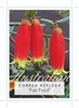 Picture of CORREA REFLEXA FAT FRED NATIVE FUCHSIA                                                                                                                