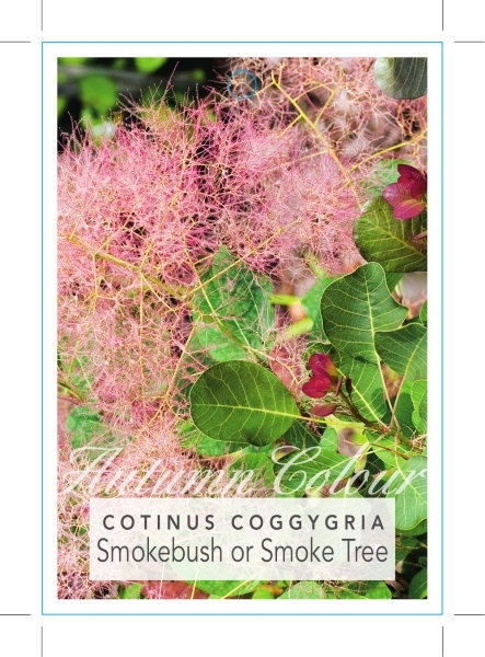 Picture of COTINUS COGGYGRIA SMOKEBUSH OR SMOKE TREE                                                                                                             