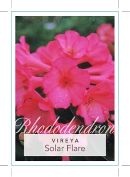 Picture of RHODODENDRON VIREYA SOLAR FLARE (AUST ONLY)                                                                                                           