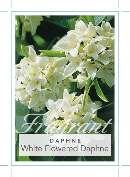 Picture of DAPHNE ODORA ALBA WHITE FLOWERED DAPHNE                                                                                                               