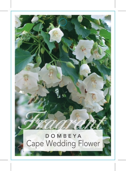 Picture of DOMBEYA NATALENSIS CAPE WEDDING FLOWER                                                                                                                