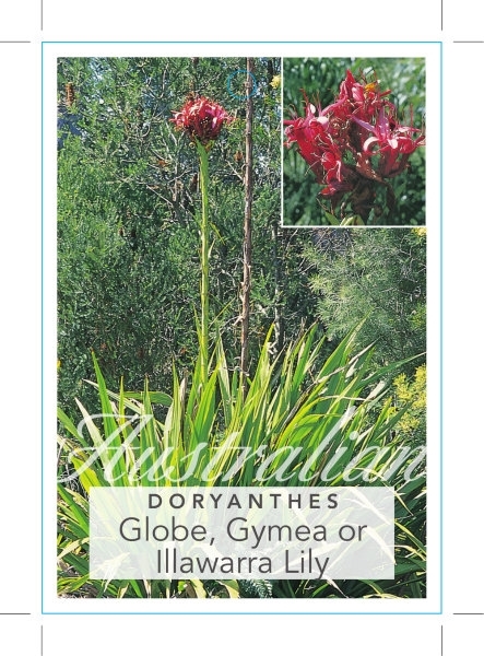 Picture of DORYANTHES EXCELSA GLOBE GYMEA OR ILLAWARRA LILY                                                                                                      