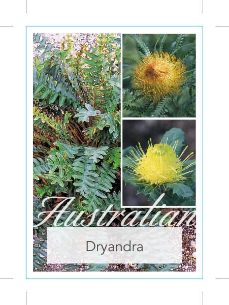 Picture of DRYANDRA MIXED PICTURE (UNNAMED VARIETY)                                                                                                              