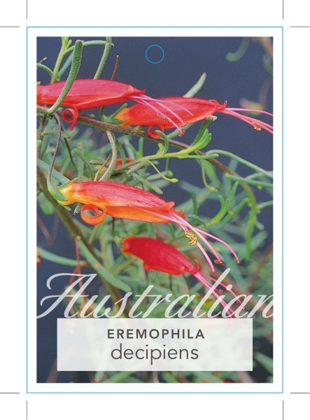 Picture of EREMOPHILA DECIPIENS SLENDER FUCHSIA                                                                                                                  