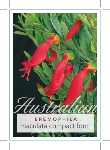 Picture of EREMOPHILA MACULATA COMPACT FORM                                                                                                                      