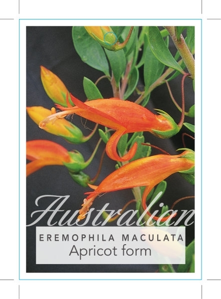 Picture of EREMOPHILA MACULATA APRICOT FORM                                                                                                                      