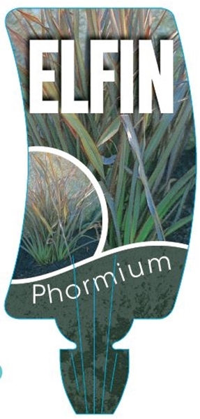 Picture of PHORMIUM ELFIN                                                                                                                                        